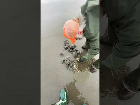 Video: ¿Puedes pescar almejas en Morro Bay?