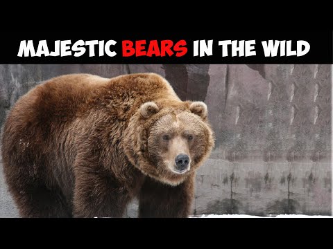 Majestic Bears In The Wild - Bear Videos - Animal Channel