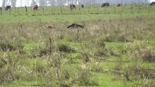 Galgos y Liebres 2023 by Marcos Adrian Machado 9,983 views 1 year ago 3 minutes, 31 seconds