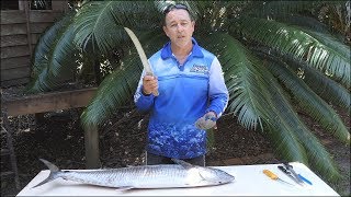 HOW TO FILLET A LARGER SPANISH MACKEREL.