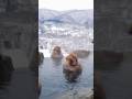 Why are These Monkeys So Smart? 🐒 They Live Better Than Humans!  #shorts #hiddenspectrum​ #foryou
