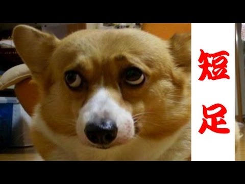 ｺｰｷﾞｰのﾐｯｸｽ犬動画 かわいい短足画像 ﾊｽｷｰ ﾀﾞﾙﾒｼｱﾝ 柴犬 ﾋﾞｰｸﾞﾙ雑種 Youtube