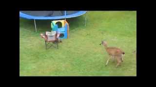 Otter Plays With Baby Deer.