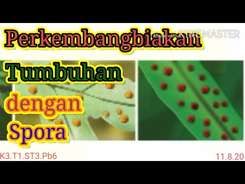 Kelas 3 Tema 1 Sub Tema 4 Pembelajaran 5 Perkembangbiakan Tumbuhan dengan Spora