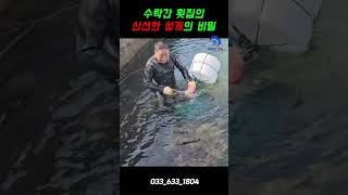 🌊 강원도 고성 수락간이 특별한 이유 | 우리 잠수부가 직접 동해 바다에서 성게를 채취합니다  #고성맛집 #수락간횟집