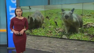 Hundreds of squirrels swarm California park