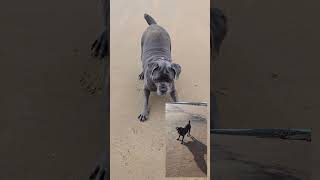 Cane Corso