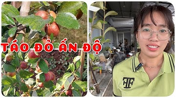 Cây Táo đỏ Ấn Độ trái quanh năm | 0386569374 - Ngọc Ngân Bến Tre | Chuyên cây độc lạ