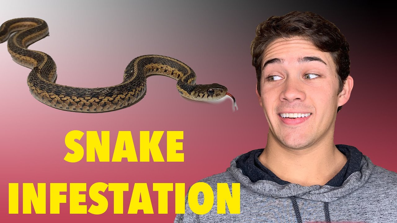 how-much-does-snake-removal-cost-update-achievetampabay