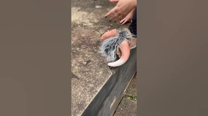 #entertainment #incinanto #encinamentos #funny #garden