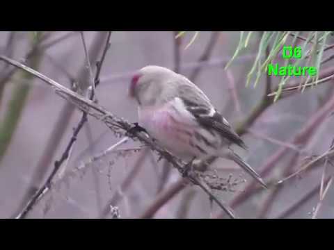 nature kpop Чечітка звичайна (UA) Обыкновенная чечётка (RU) Common redpoll (UK) Acanthis flammea