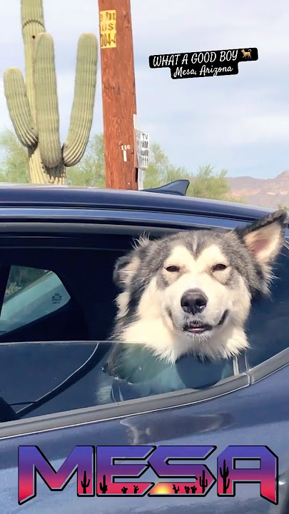 Who’s a good boy 💙 #dog #mesa #arizona #trending #viral #shorts