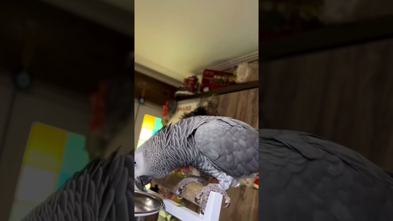Max Is 87 NOW || Longest Living Legend || African Grey Parrot