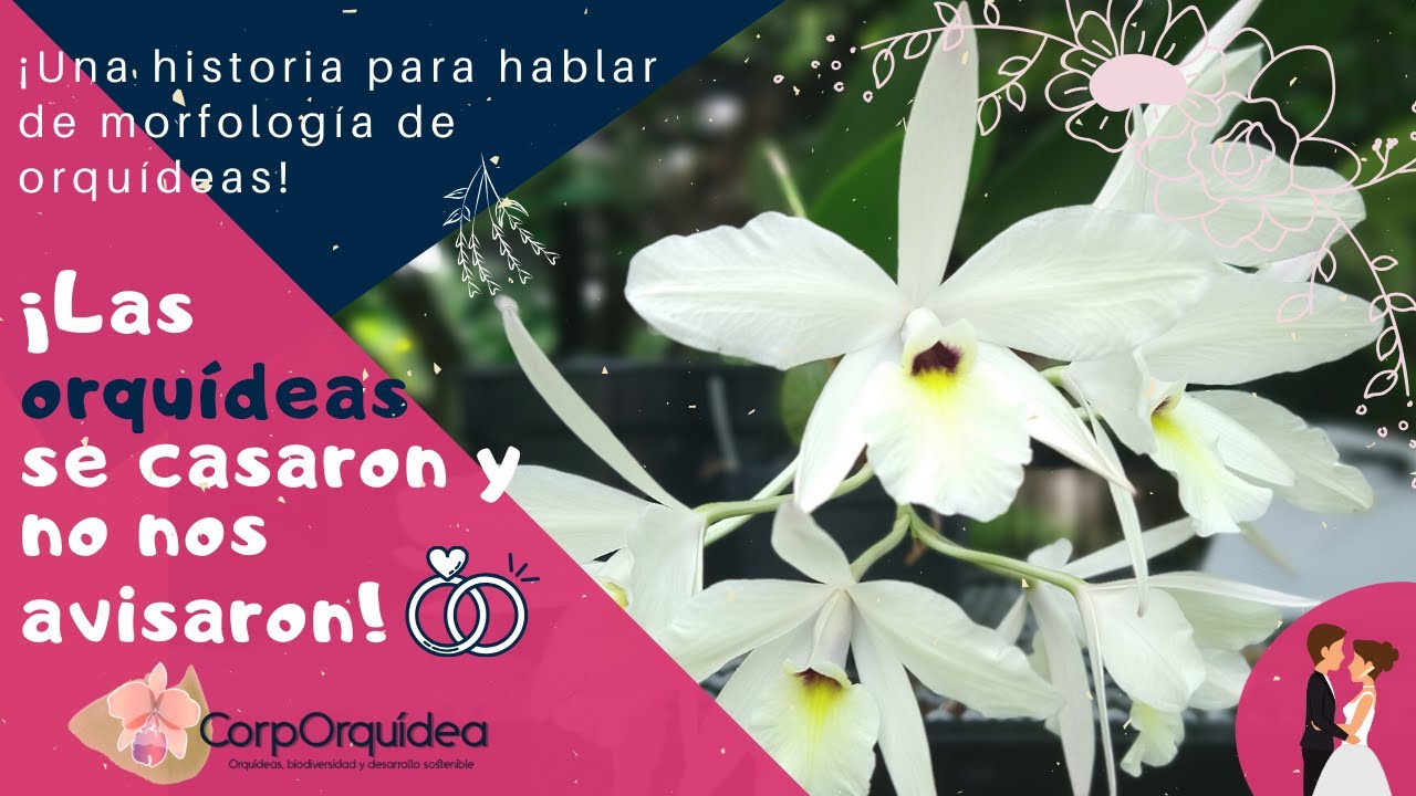 Como saber si mi orquídea va a florecer