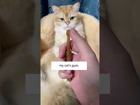 वीडियो: अगर मैं अपनी बिल्ली के दाँत ब्रश नहीं करता तो क्या मैं एक बुरा पालतू मालिक हूँ?