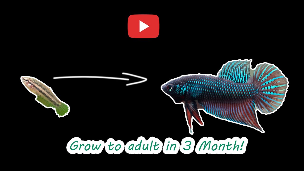 Разведение Betta в комплексе Splendens часть 2, Взрослые особи за 3 МЕСЯЦА!