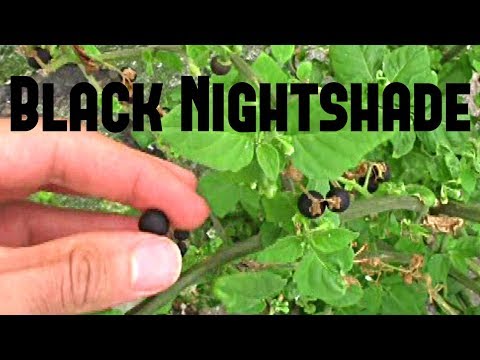 วีดีโอ: Nightshade สีดำ