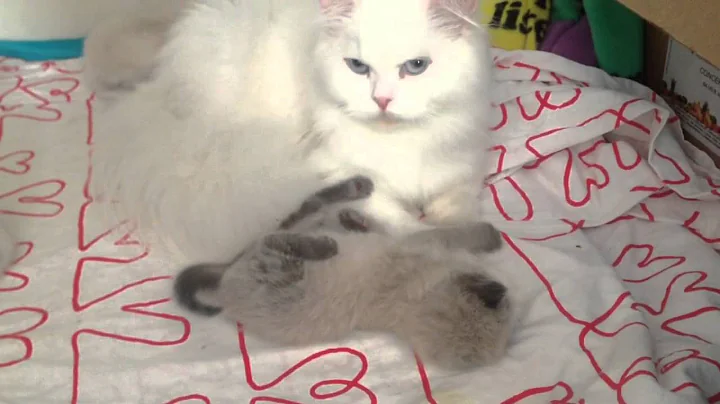Watch the video about Baby himalayan kitten