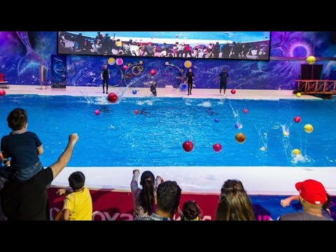 Dubai Dolphinarium | Best of the Dubai Dolphin Show HD | Seal Show | Best places to visit in Dubai