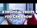 5 tropical fruit plants to grow at home  creative explained