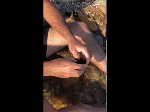 Video: Deniz kestaneleri ne sıklıkla yemek yer?