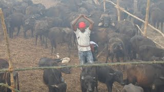 Nepals Mass Animal Slaughter Begins Despite Outcry Afp