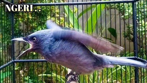 GAK MUNGKIN DIAM HITUNGAN DETIK LANGSUNG BONGKAR ISIAN | srigunting abu abu gacor