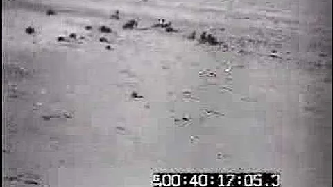 Regia Aeronautica - 4º Stormo in Egypt 1942