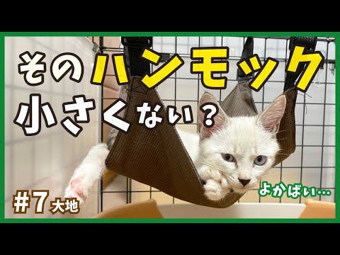 【保護 シャムミックス】元野良猫イケニャンの成長に合わせて引越します。猫じゃらしで遊ぶ姿も可愛いね。【野良シャム・大地7】/ Kitten  protection