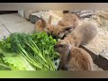 Zuhause gesucht: Unsere muntere Kaninchen-Truppe ist bereit!