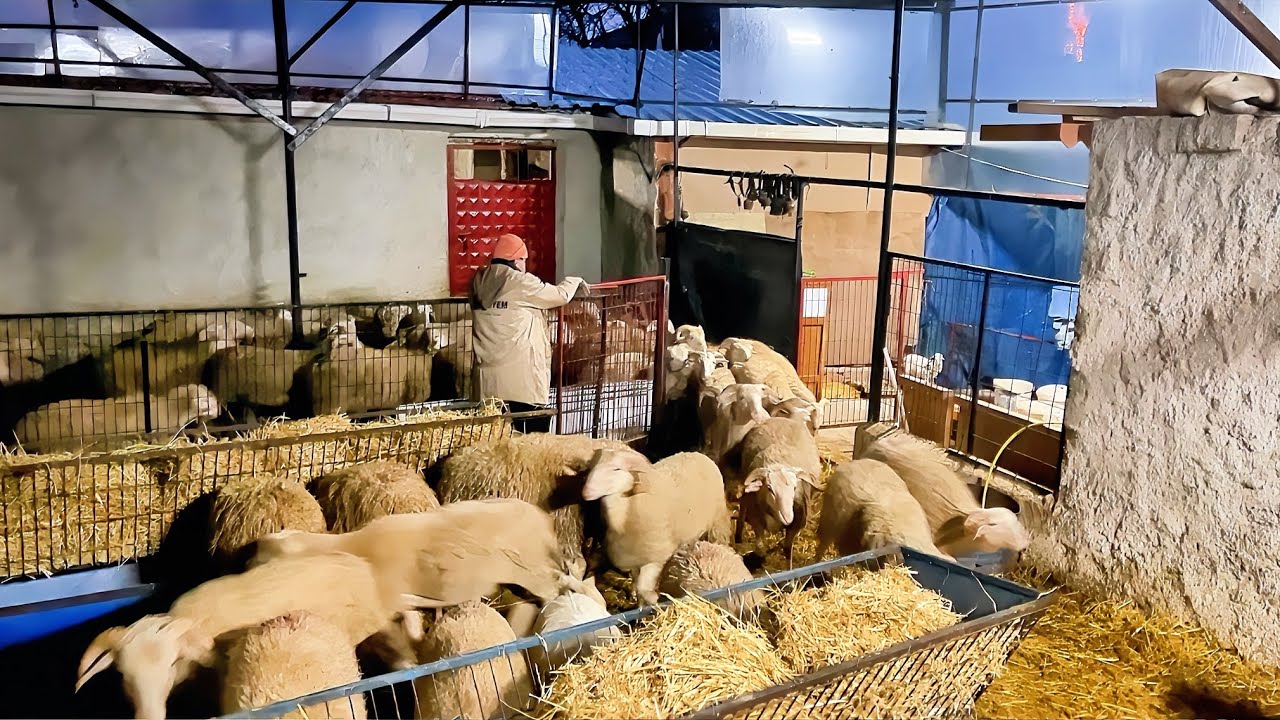 YOĞUN YAĞMUR - KURBANLIKLAR - KANGALLAR BÜYÜYOR - SHEEP VİDEOS koyun kuzu videoları