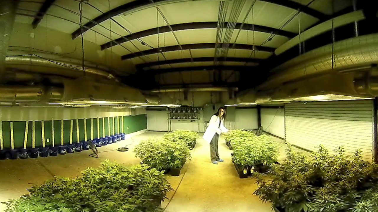 Cannabis 360 Final Cut