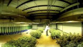 Cannabis 360 Final Cut
