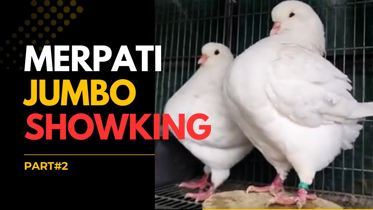 SPESIFIKASI BURUNG MERPATI JUARA - MERPATI HIAS SHOWKING