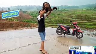 story wa (joget bareng musang)