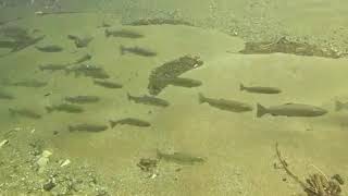Cutthroat trout migration