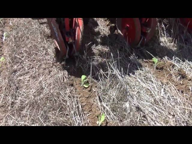 CHECCHI & MAGLI - TRIUM 4 ROWS NO TILL TOBACCO SETTER