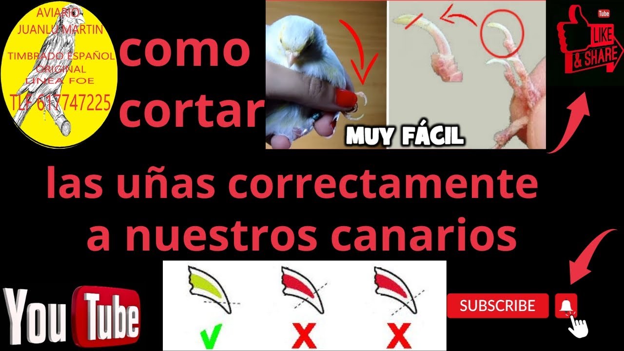 Como cortar las uñas correctamente a los canarios - YouTube