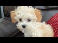 Morkies biting - how to stop this bad habit