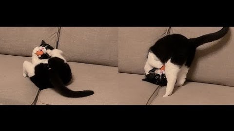 Kitty reacts to fresh catnip on toy