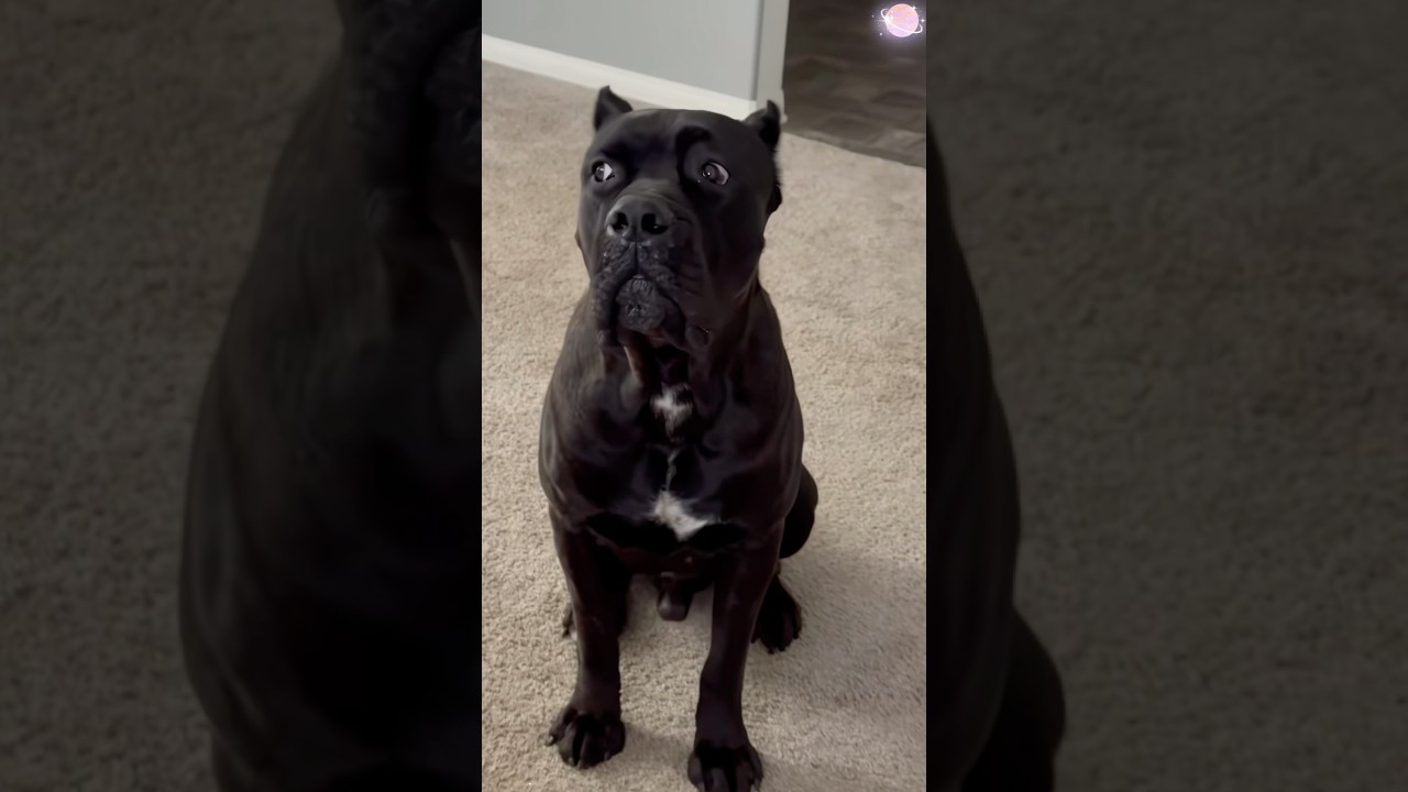 There is a dog at home who likes to talk back 