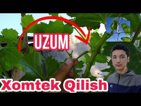 Video: Shimolda Uzum Etishtirish Xususiyatlari