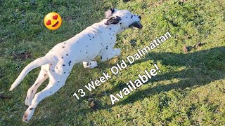 Bart, 13 week old LUA Dalmatian available.