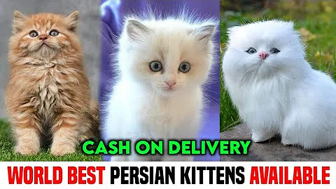 Video 11865361: persian kitten, cat