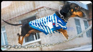 Air Dachshund - The Parkour Dog! Funny animal video! Air Dachshund - The Parkour Dog! Funny animal video!