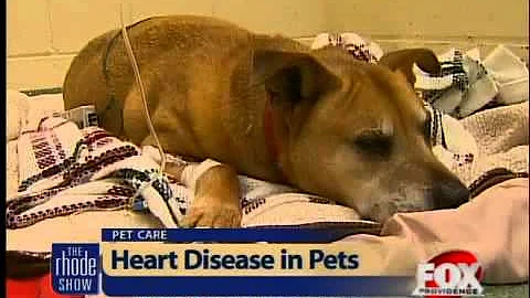 Dogs & cats at risk for heart disease
