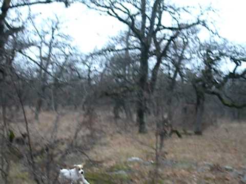 ტყის ქათამზე ნადირობა www.inadire.ge