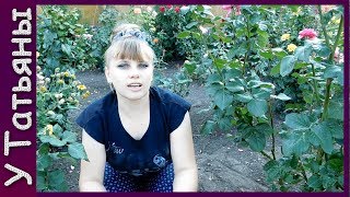 Download lagu СЕКРЕТЫ РОЗ Как получить непрерывное цветение роз до НОЯБРЯ месяца Как правильно обрезать розу СЕКРЕТЫ РОЗ Как получить непрерывное цветение роз до НОЯБРЯ месяца Как правильно обрезать розу