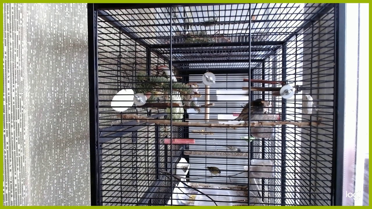 Птицы только тем и заняты что ищут себе пропитание Birds are just so busy looking for their own food