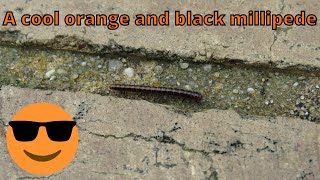 A cool orange and black millipede